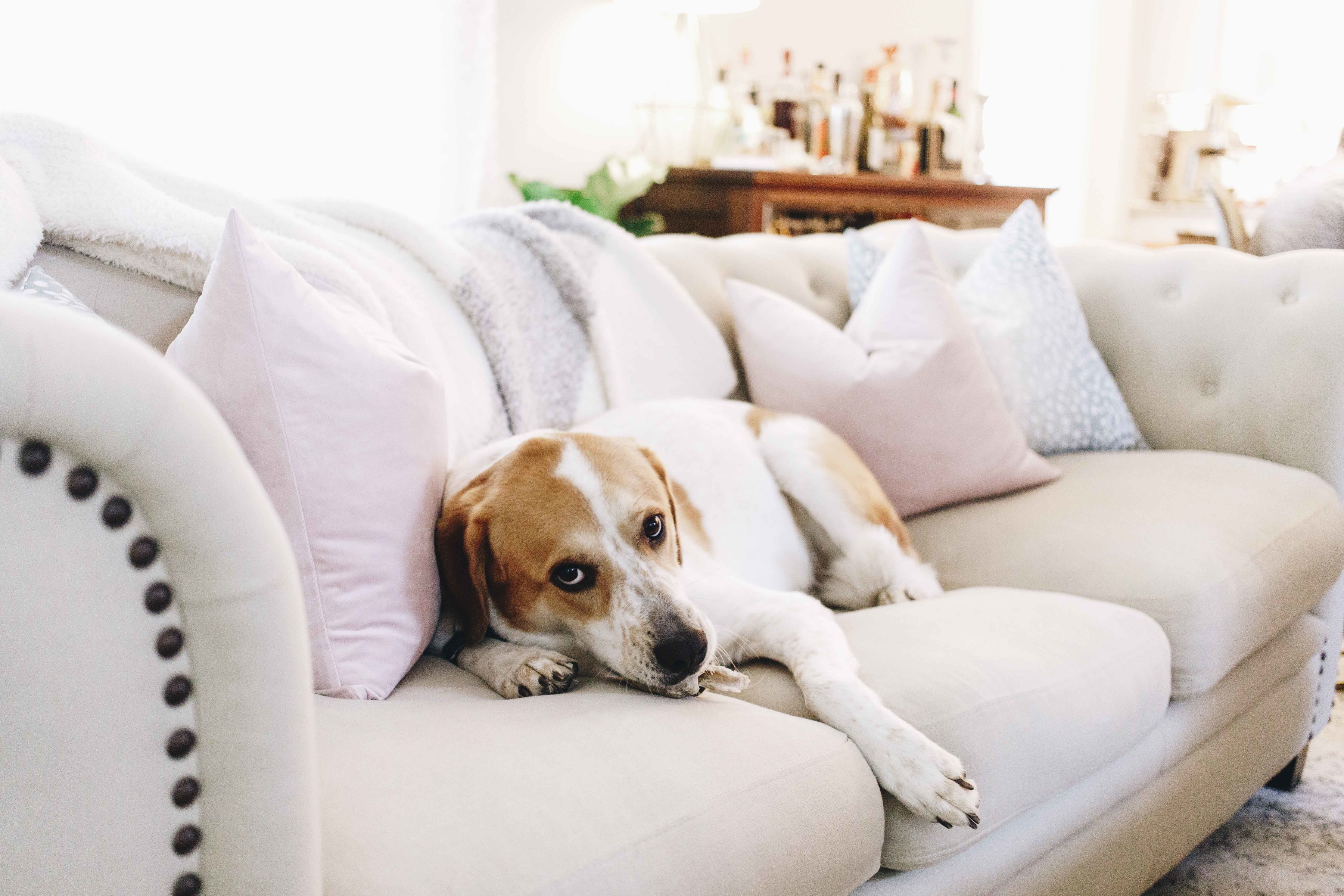 Auggie on couch